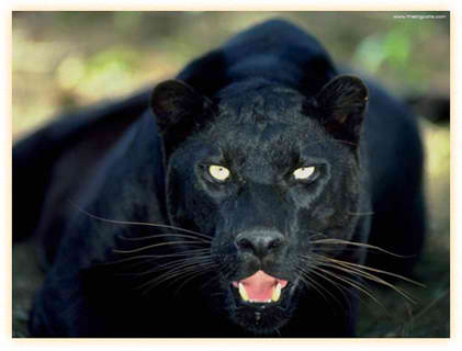 Jaguar on Black Jaguar
